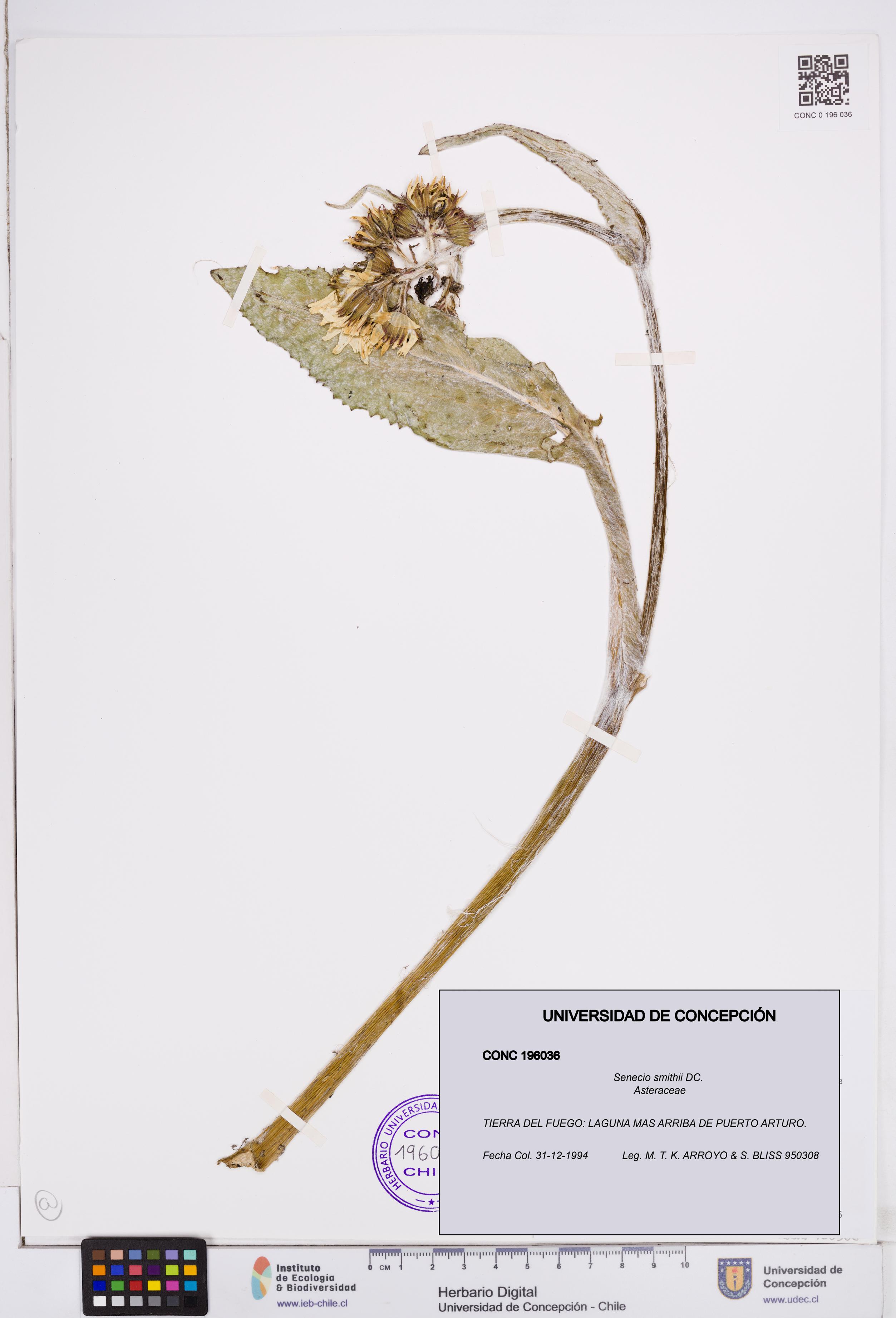 Senecio smithii [Espécimen: ]