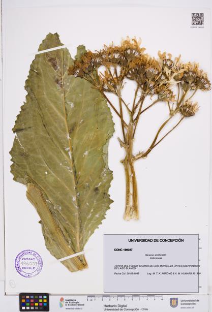 Senecio smithii [Espécimen: ]