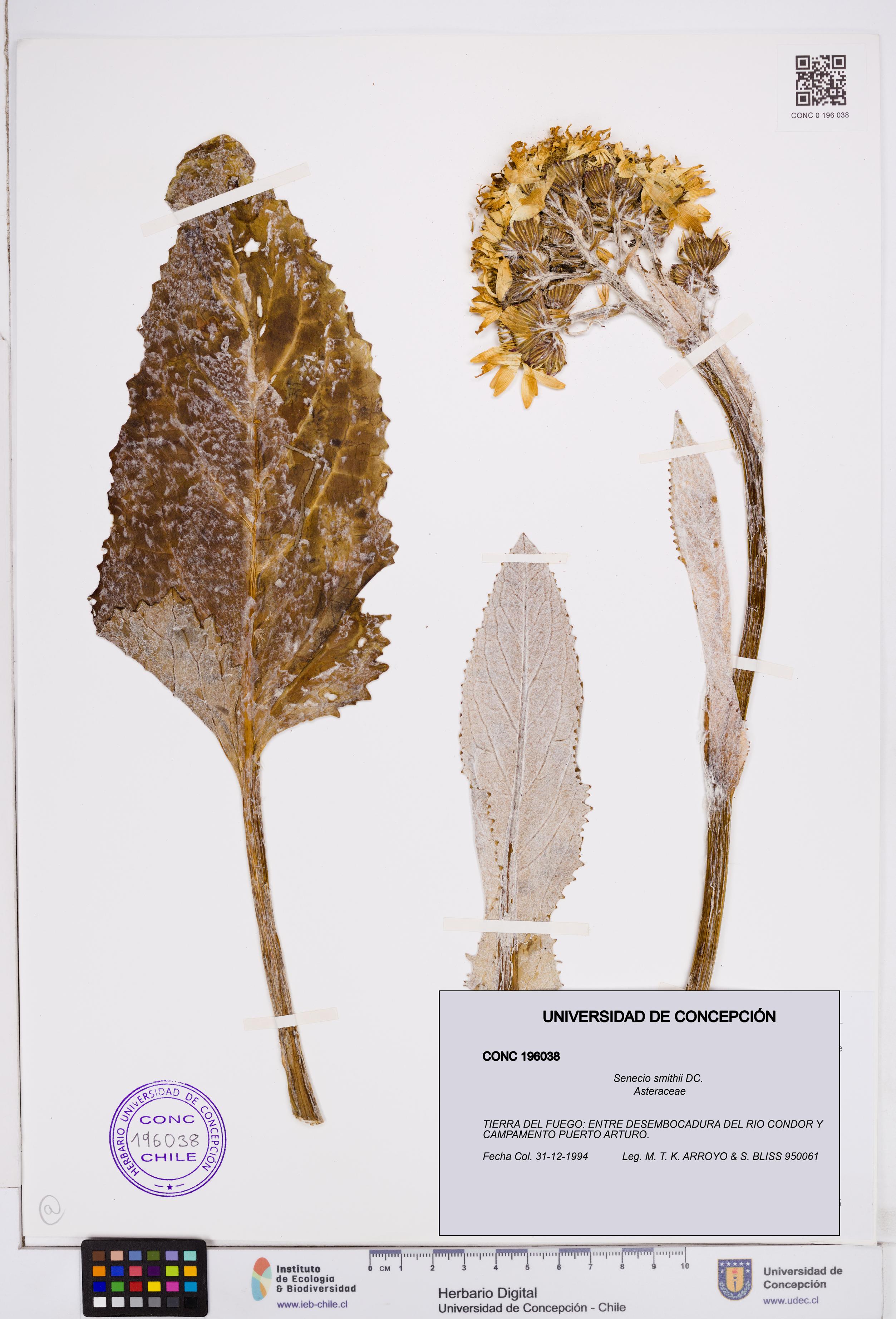 Senecio smithii [Espécimen: ]
