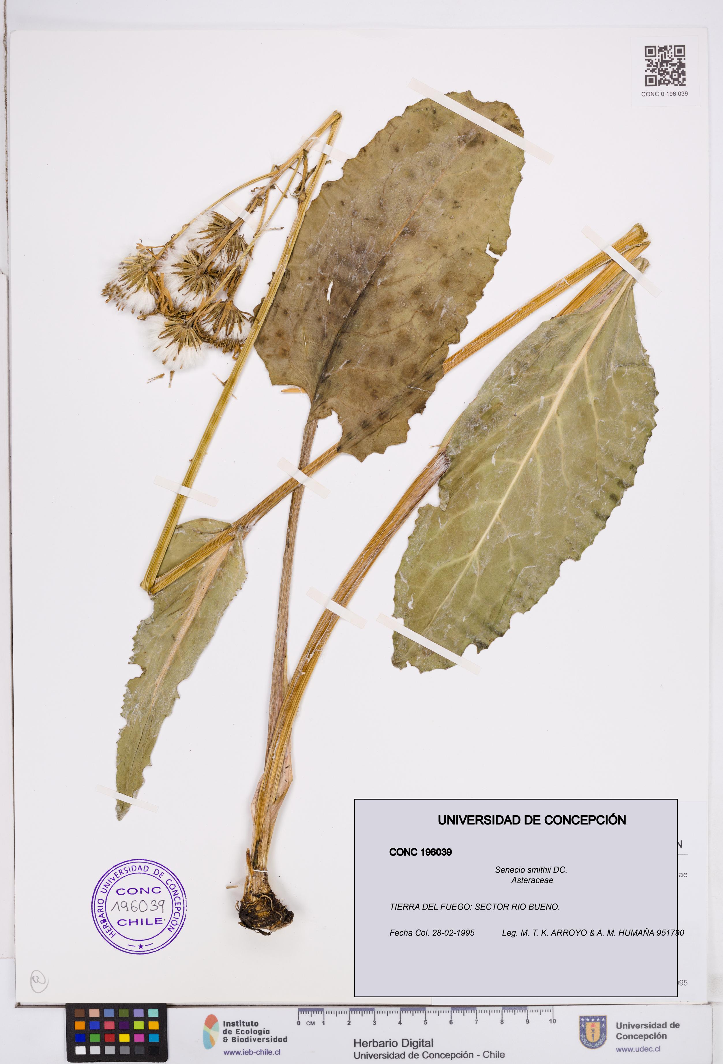 Senecio smithii [Espécimen: ]
