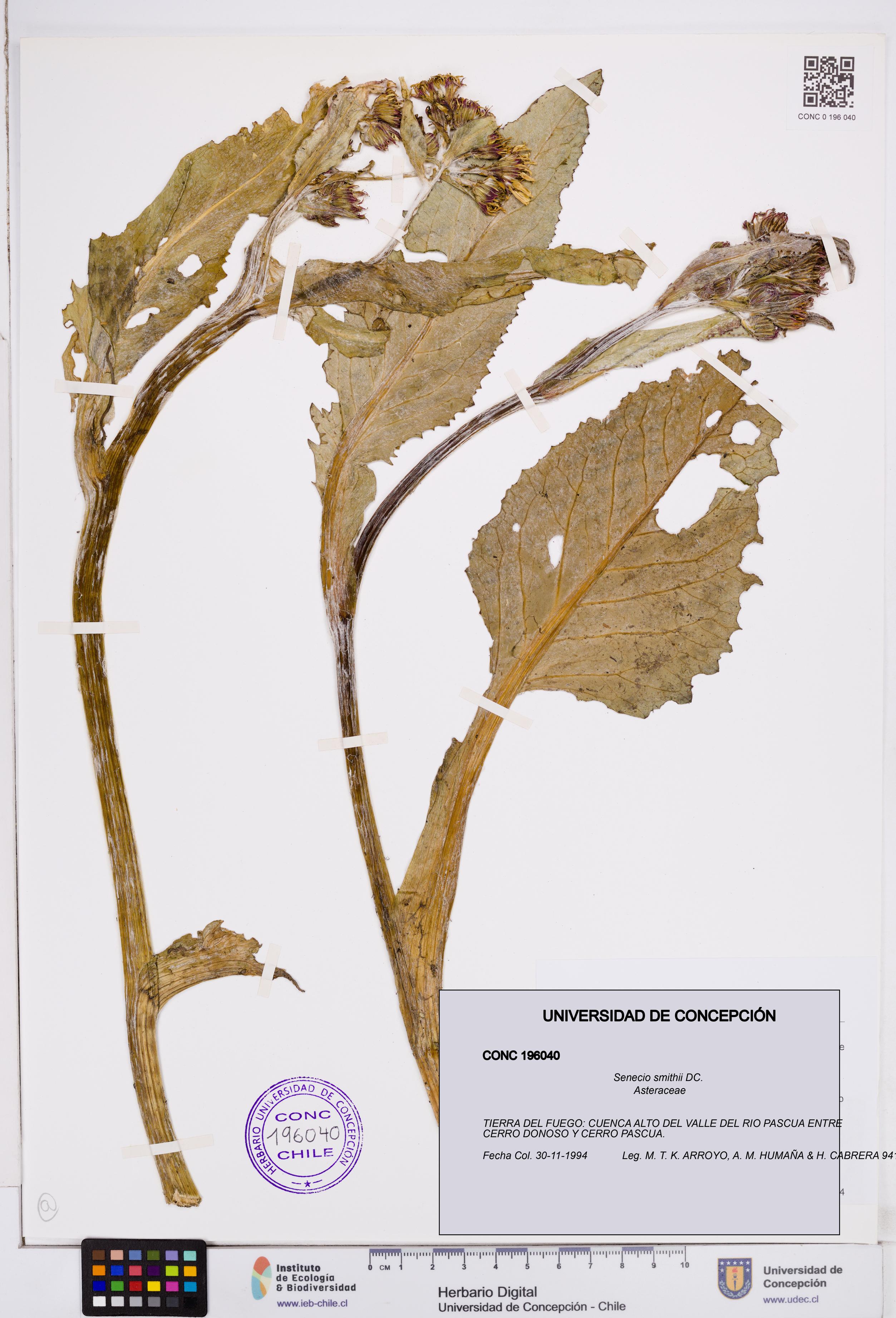 Senecio smithii [Espécimen: ]