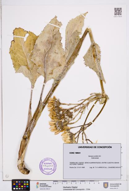 Senecio smithii [Espécimen: ]