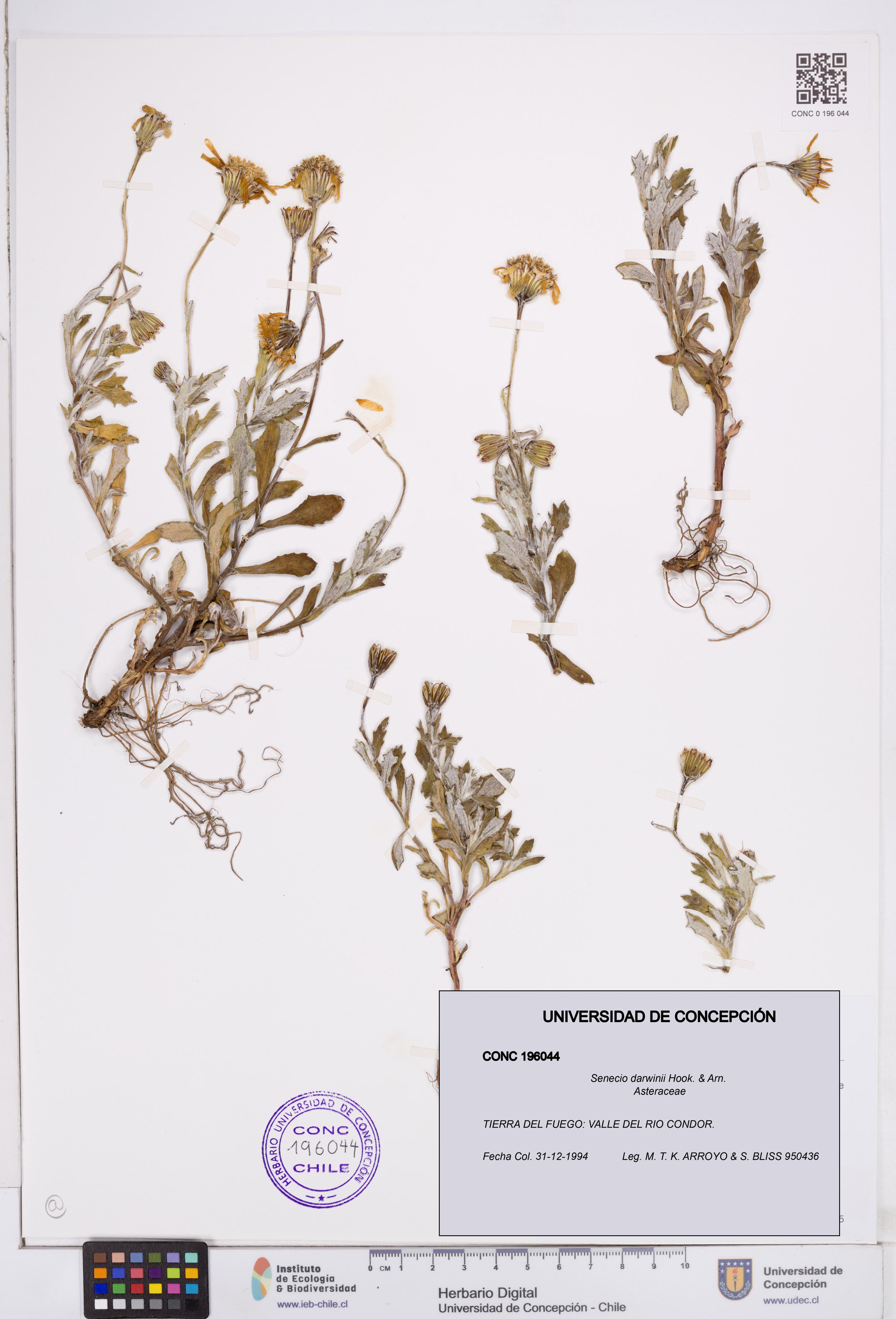 Senecio darwinii [Espécimen: ]