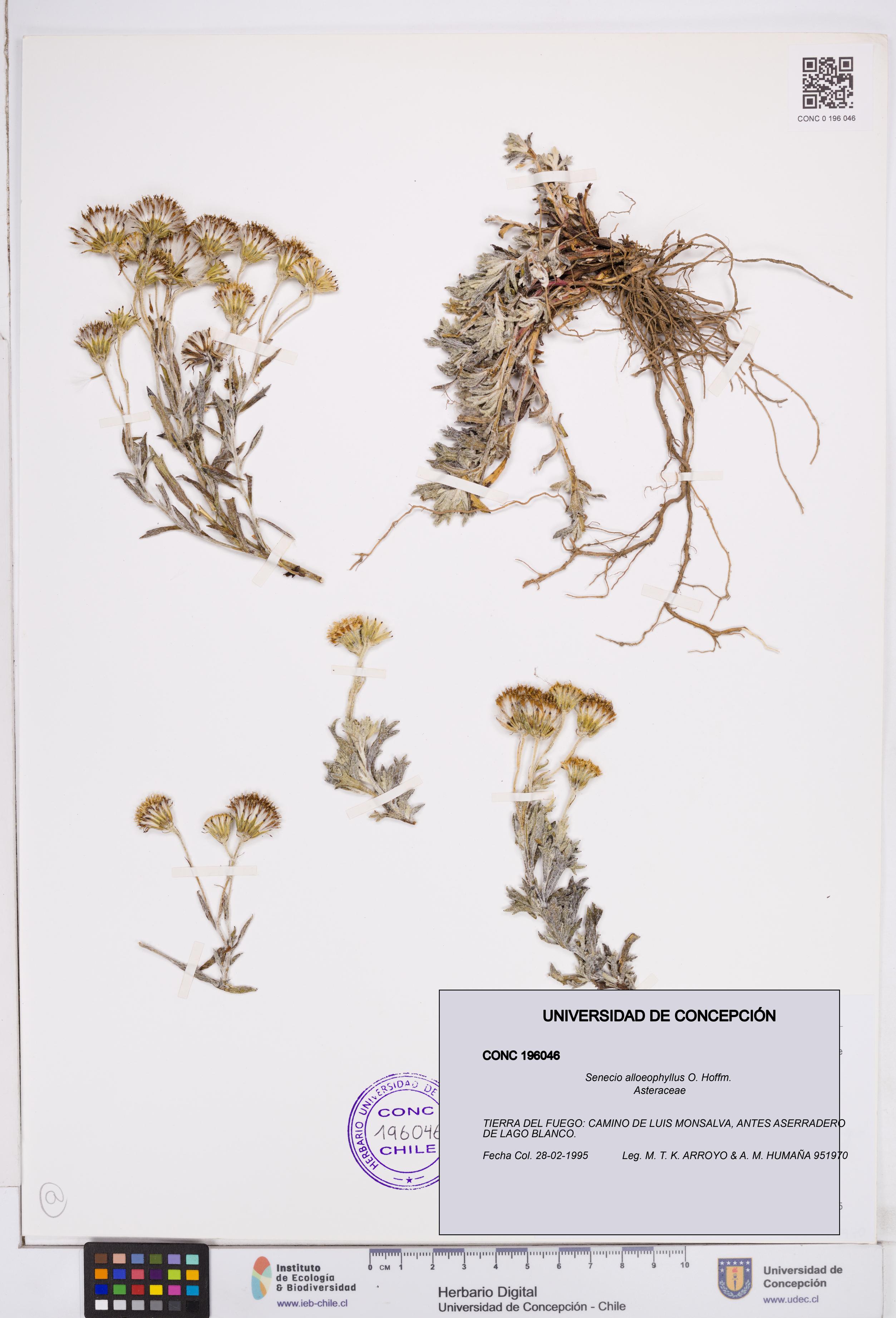 Senecio alloeophyllus [Espécimen: ]