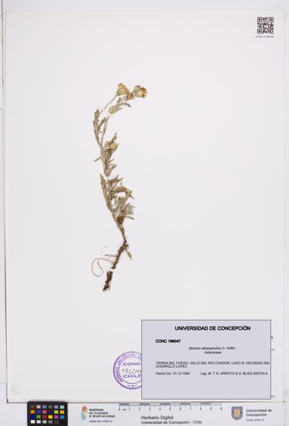 Senecio alloeophyllus [Espécimen: ]