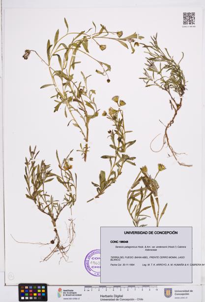 Senecio patagonicus var. andersonii [Espécimen: ]