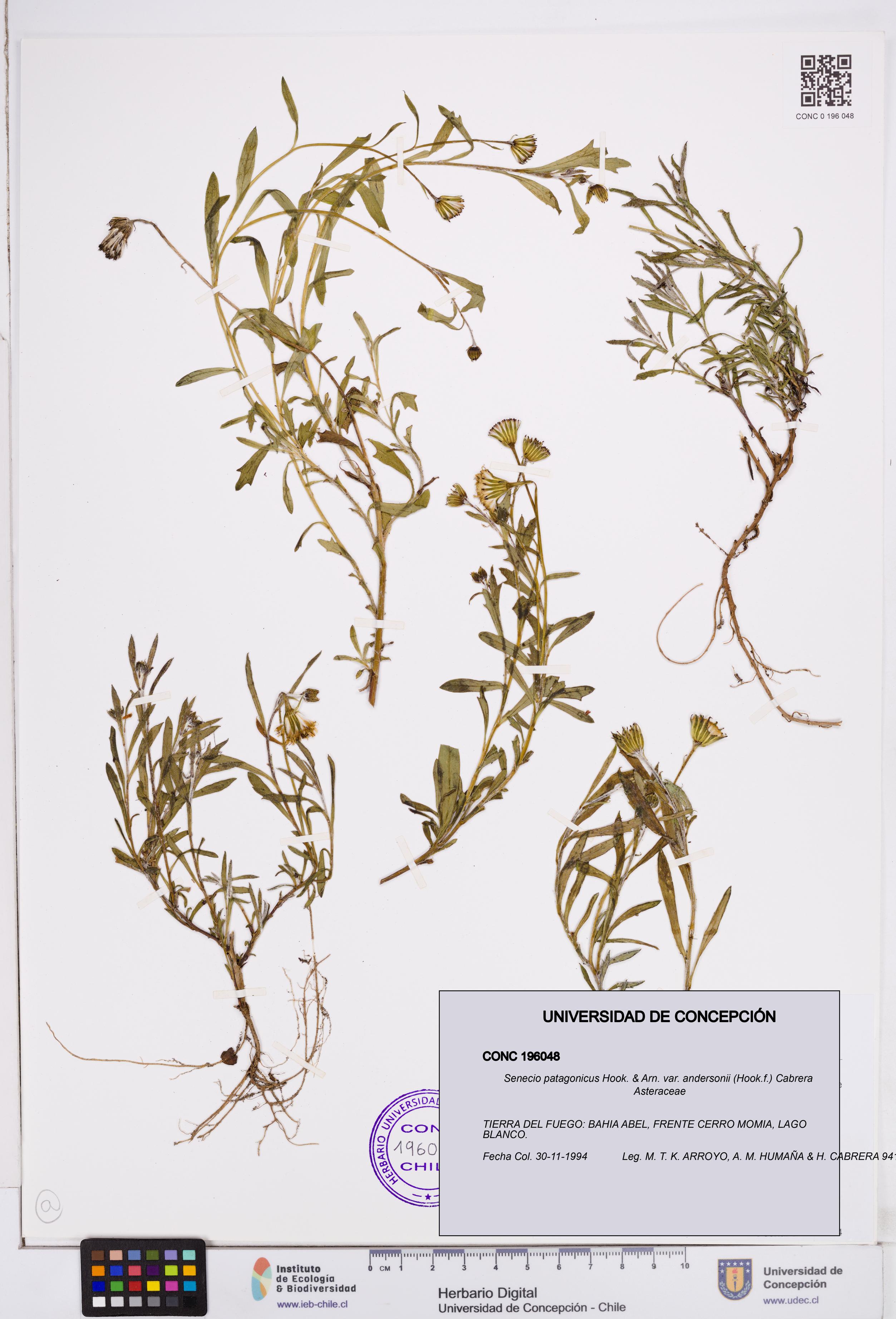 Senecio patagonicus var. andersonii [Espécimen: ]