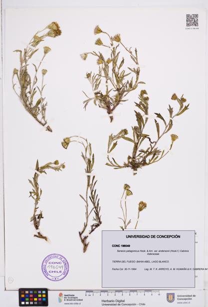 Senecio patagonicus var. andersonii [Espécimen: ]