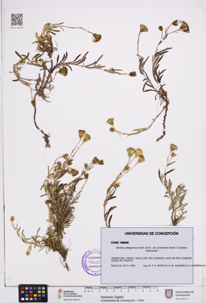 Senecio patagonicus var. andersonii [Espécimen: ]