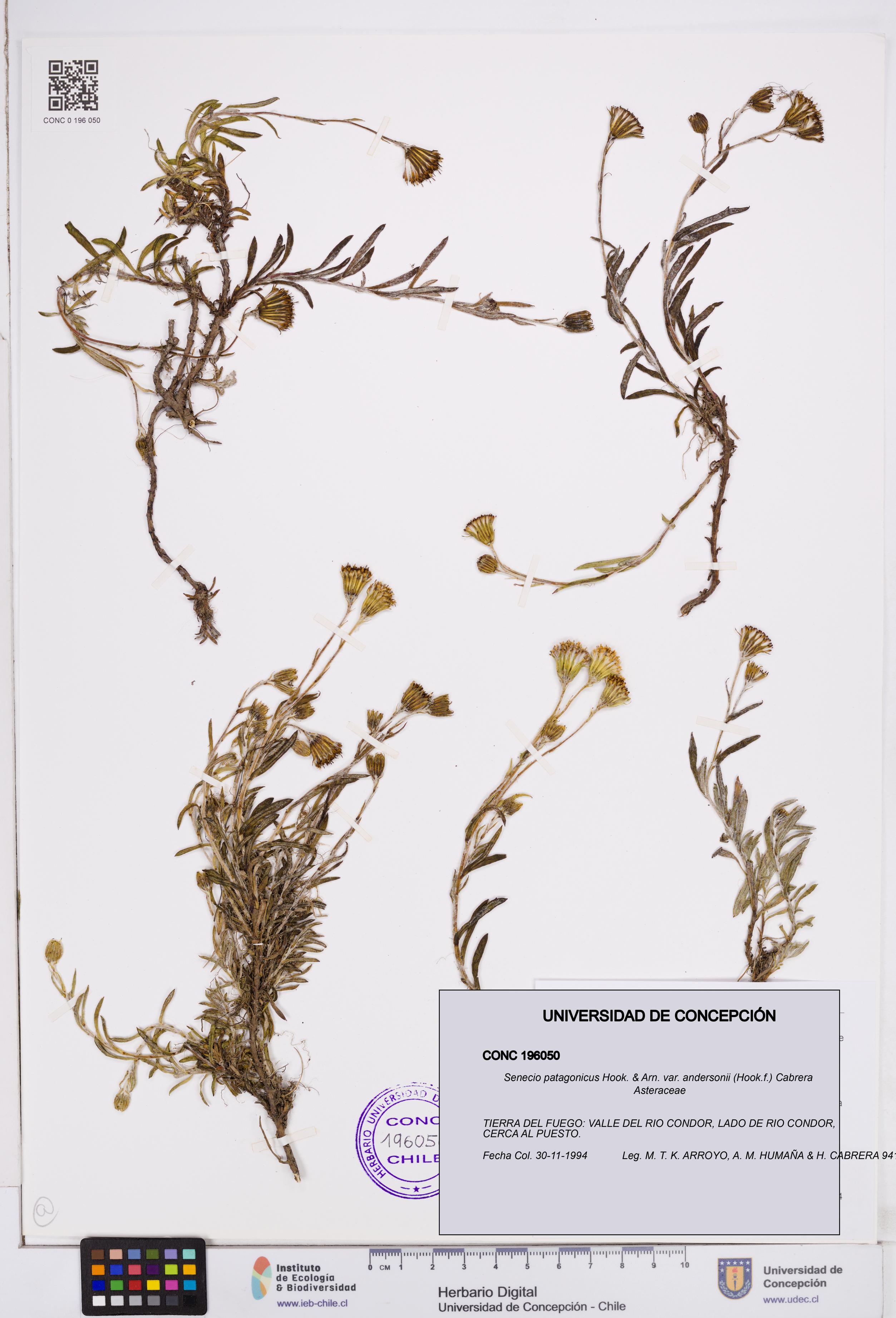 Senecio patagonicus var. andersonii [Espécimen: ]