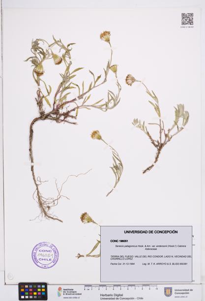 Senecio patagonicus var. andersonii [Espécimen: ]