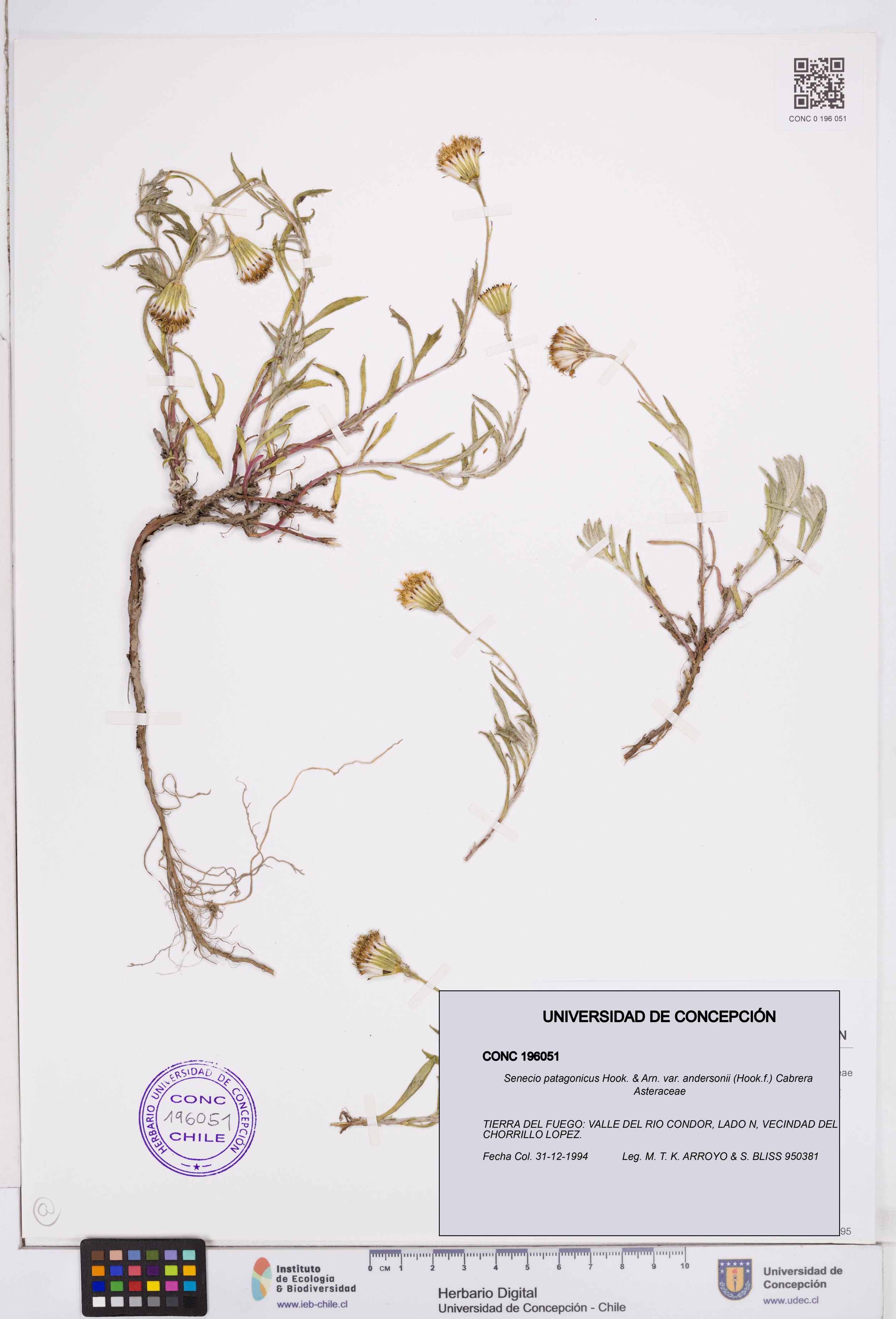Senecio patagonicus var. andersonii [Espécimen: ]