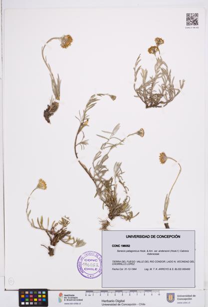 Senecio patagonicus var. andersonii [Espécimen: ]