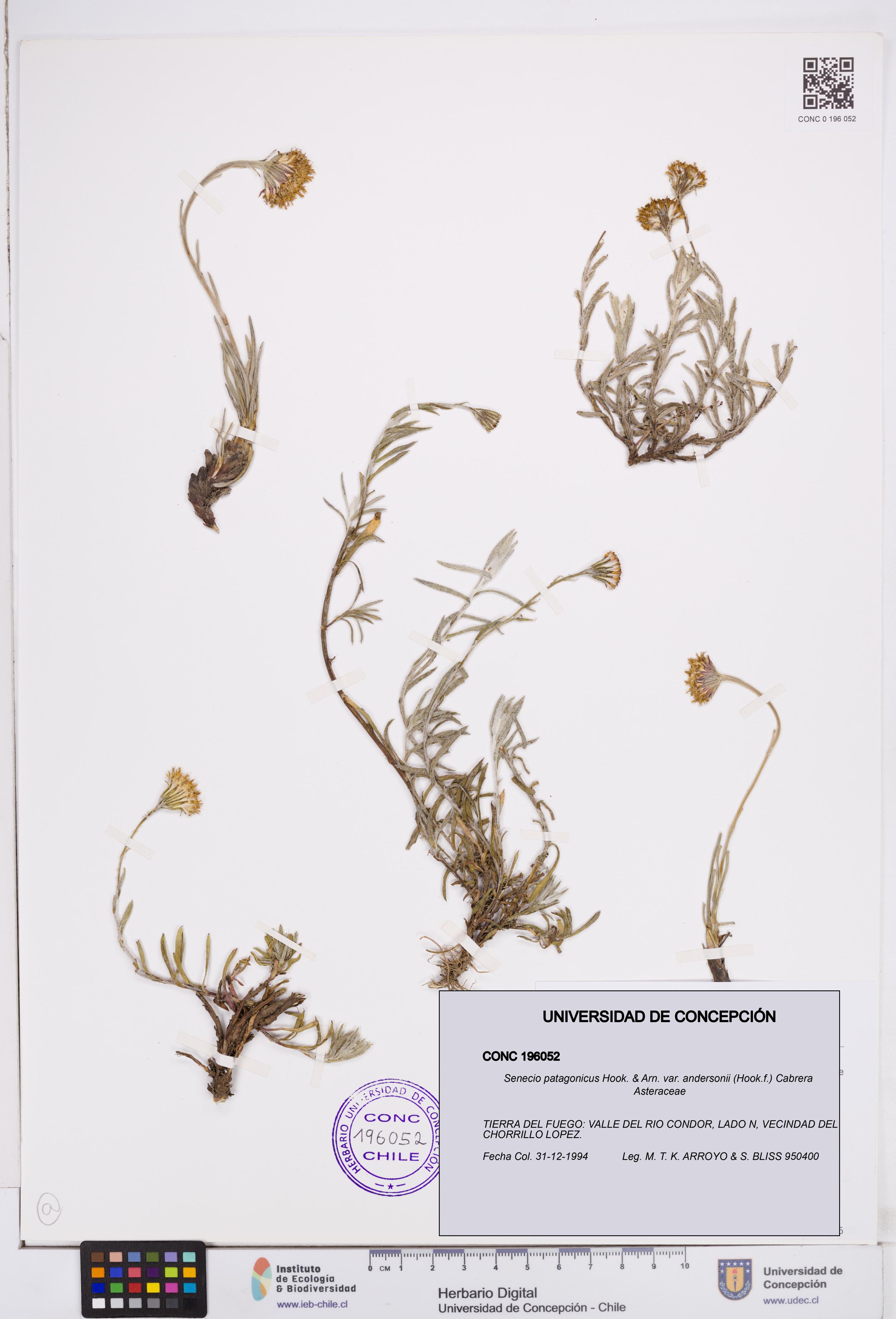 Senecio patagonicus var. andersonii [Espécimen: ]