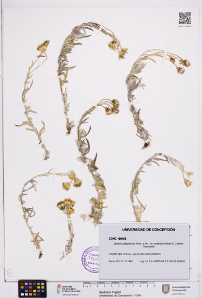 Senecio patagonicus var. andersonii [Espécimen: ]