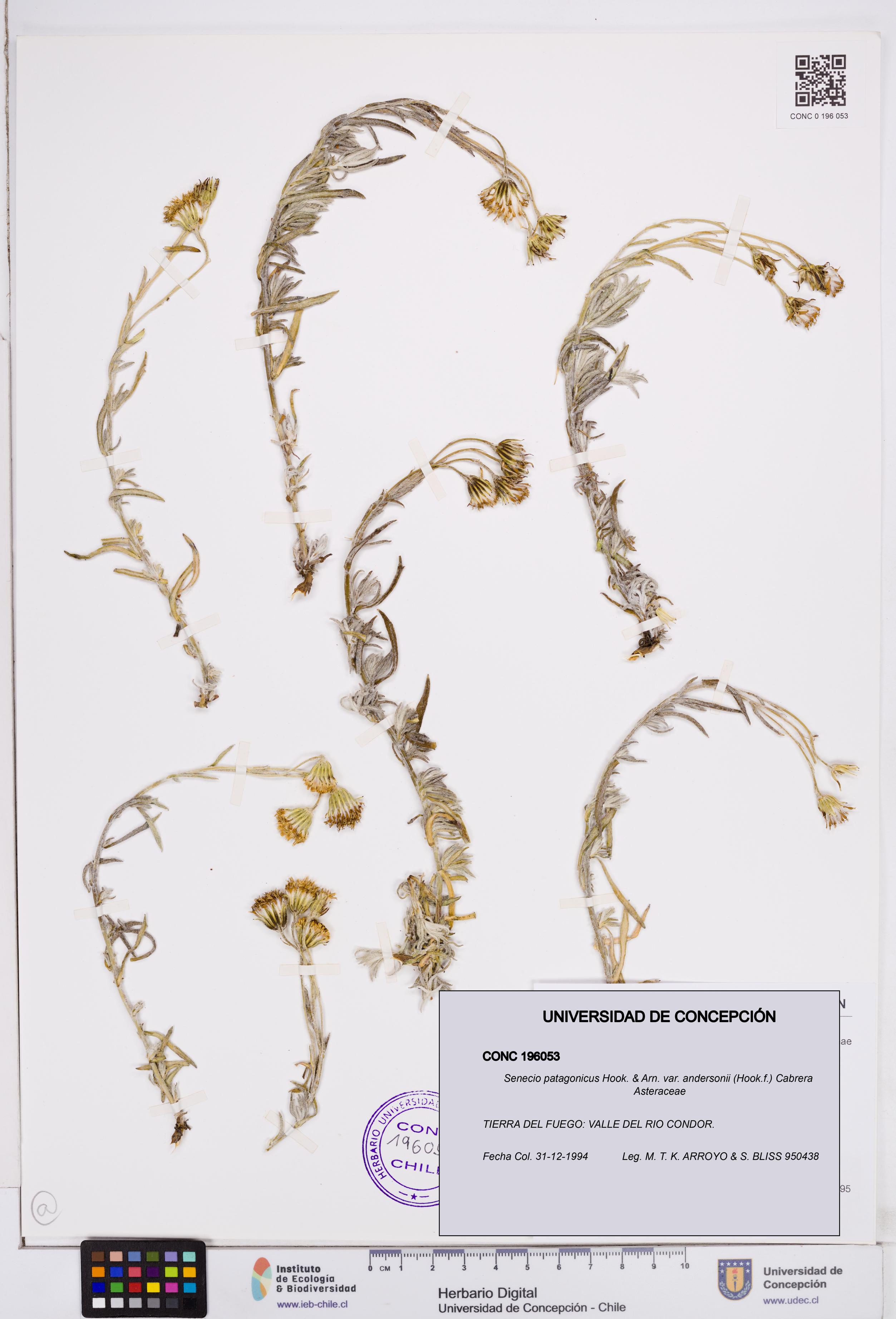 Senecio patagonicus var. andersonii [Espécimen: ]