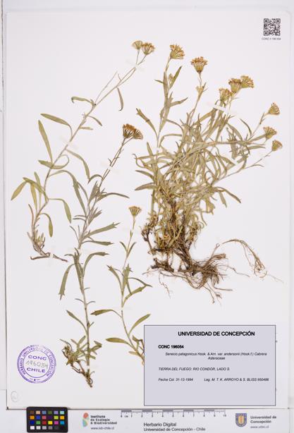 Senecio patagonicus var. andersonii [Espécimen: ]