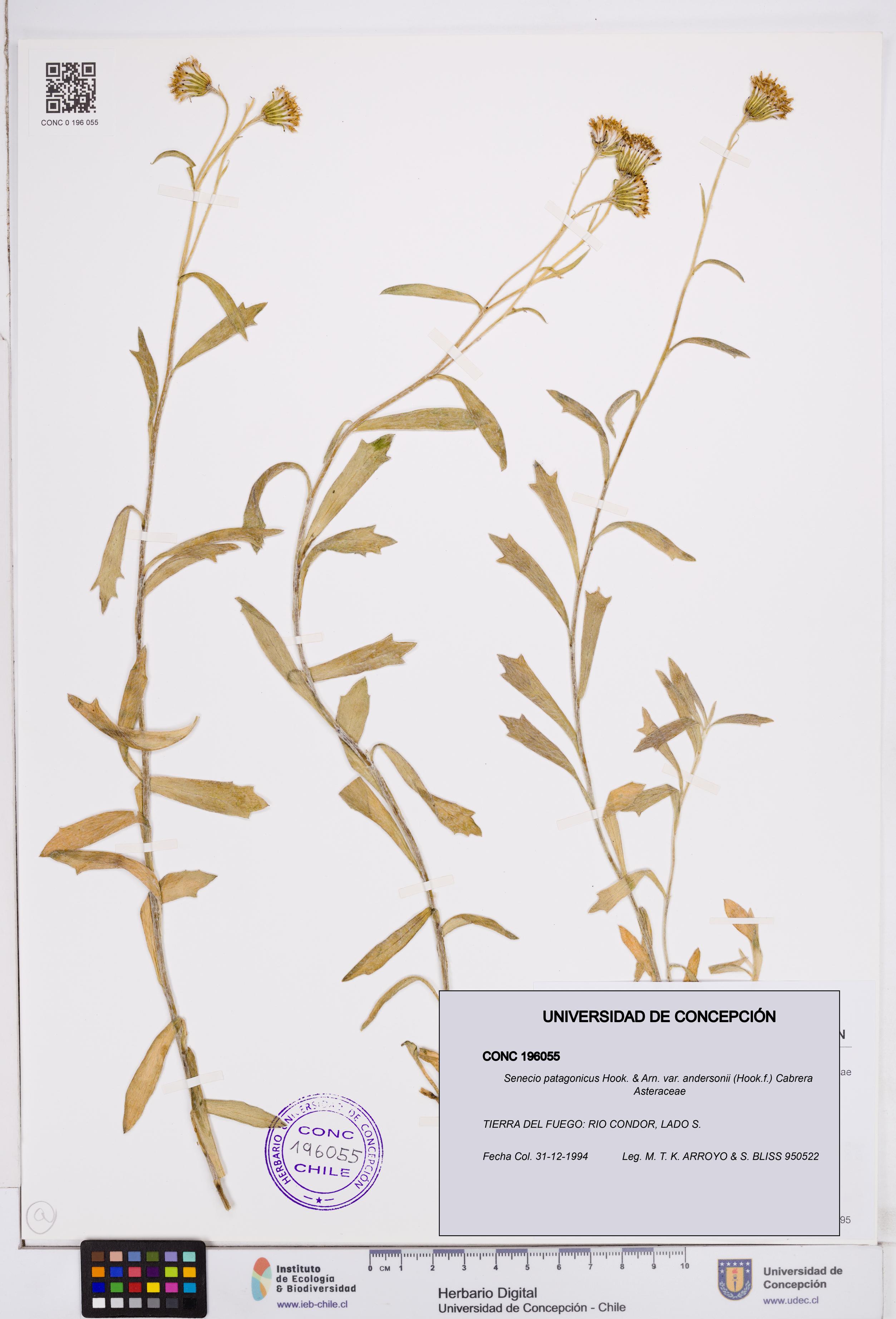 Senecio patagonicus var. andersonii [Espécimen: ]