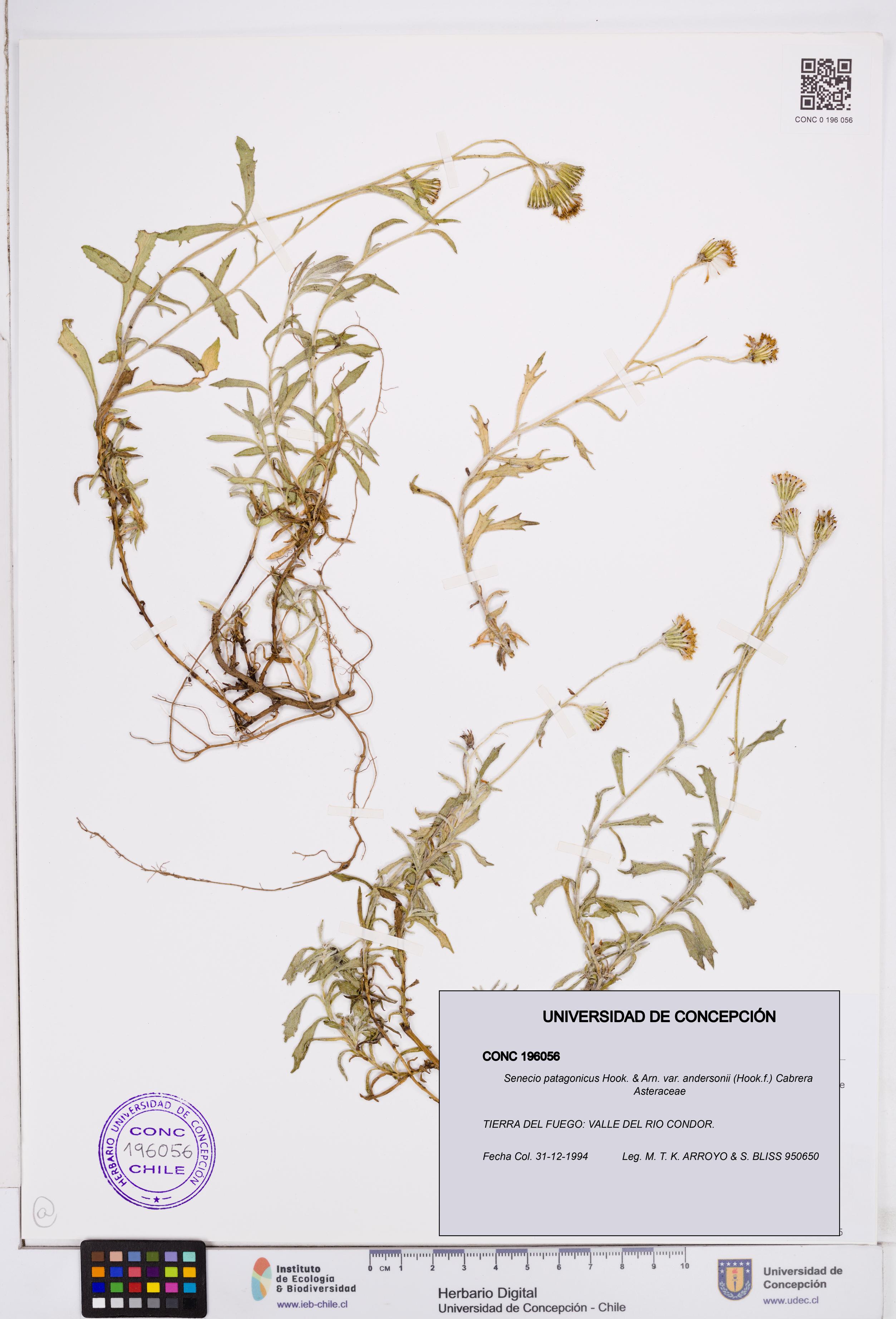 Senecio patagonicus var. andersonii [Espécimen: ]