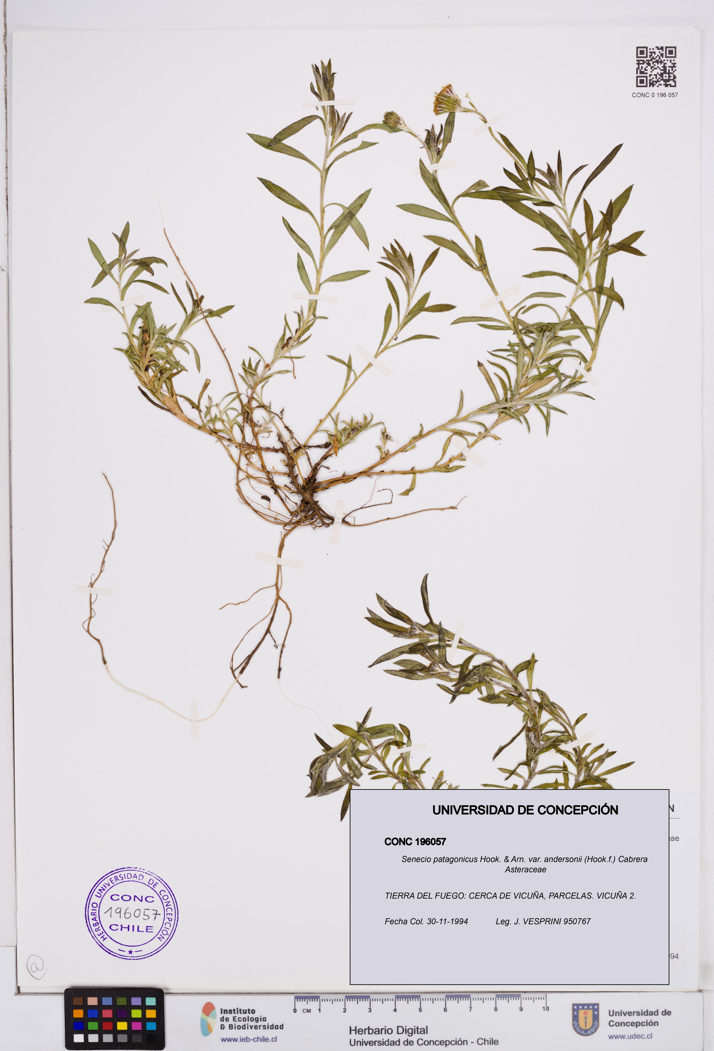 Senecio patagonicus var. andersonii [Espécimen: ]