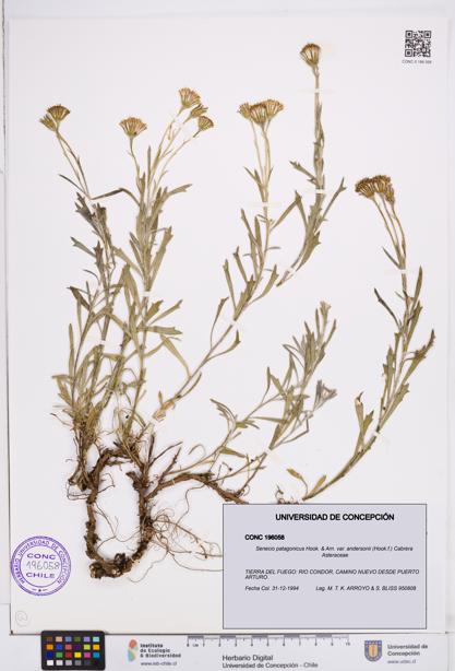 Senecio patagonicus var. andersonii [Espécimen: ]