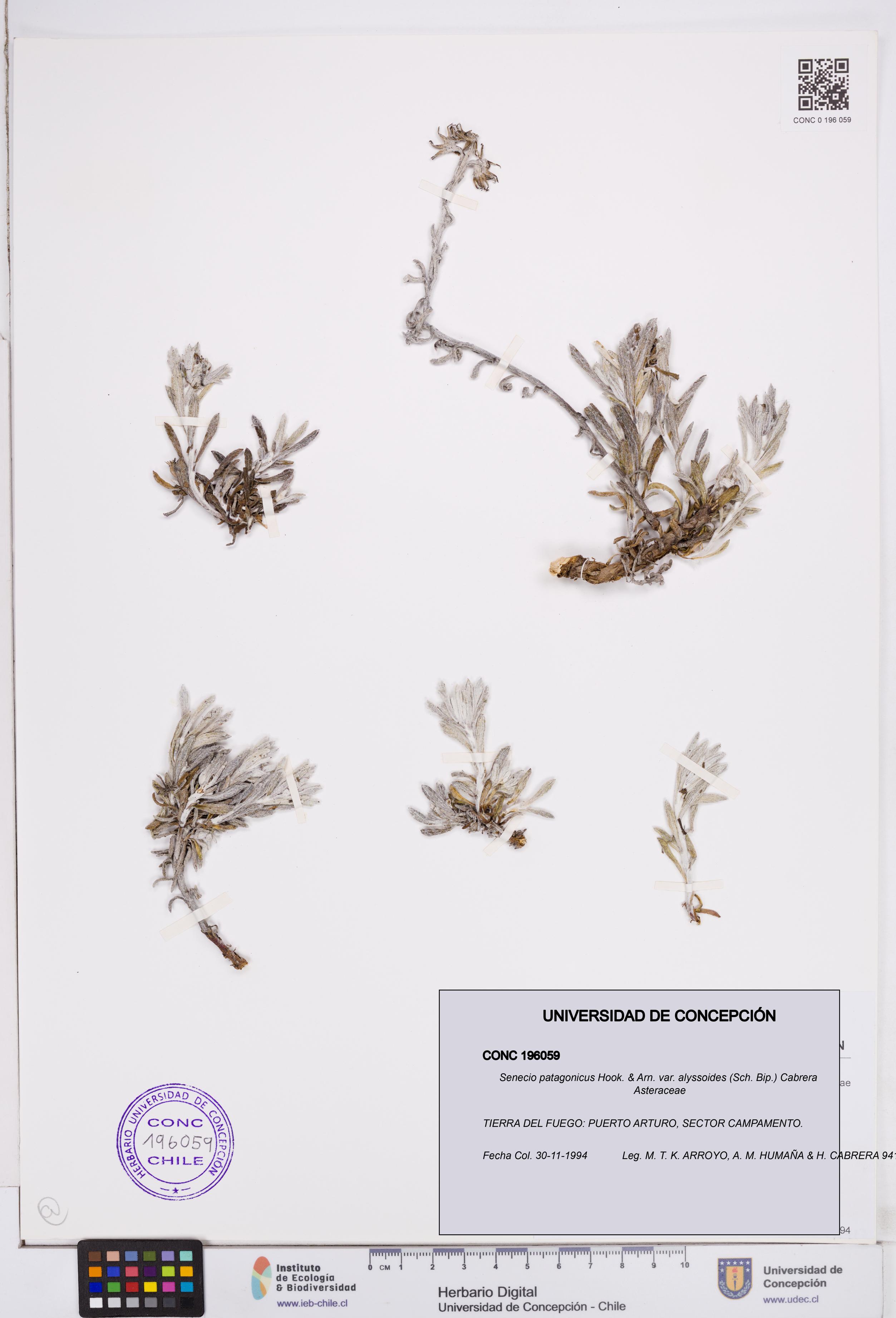 Senecio patagonicus var. alyssoides [Espécimen: ]