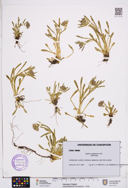 Erigeron patagonicus [Espécimen: ]