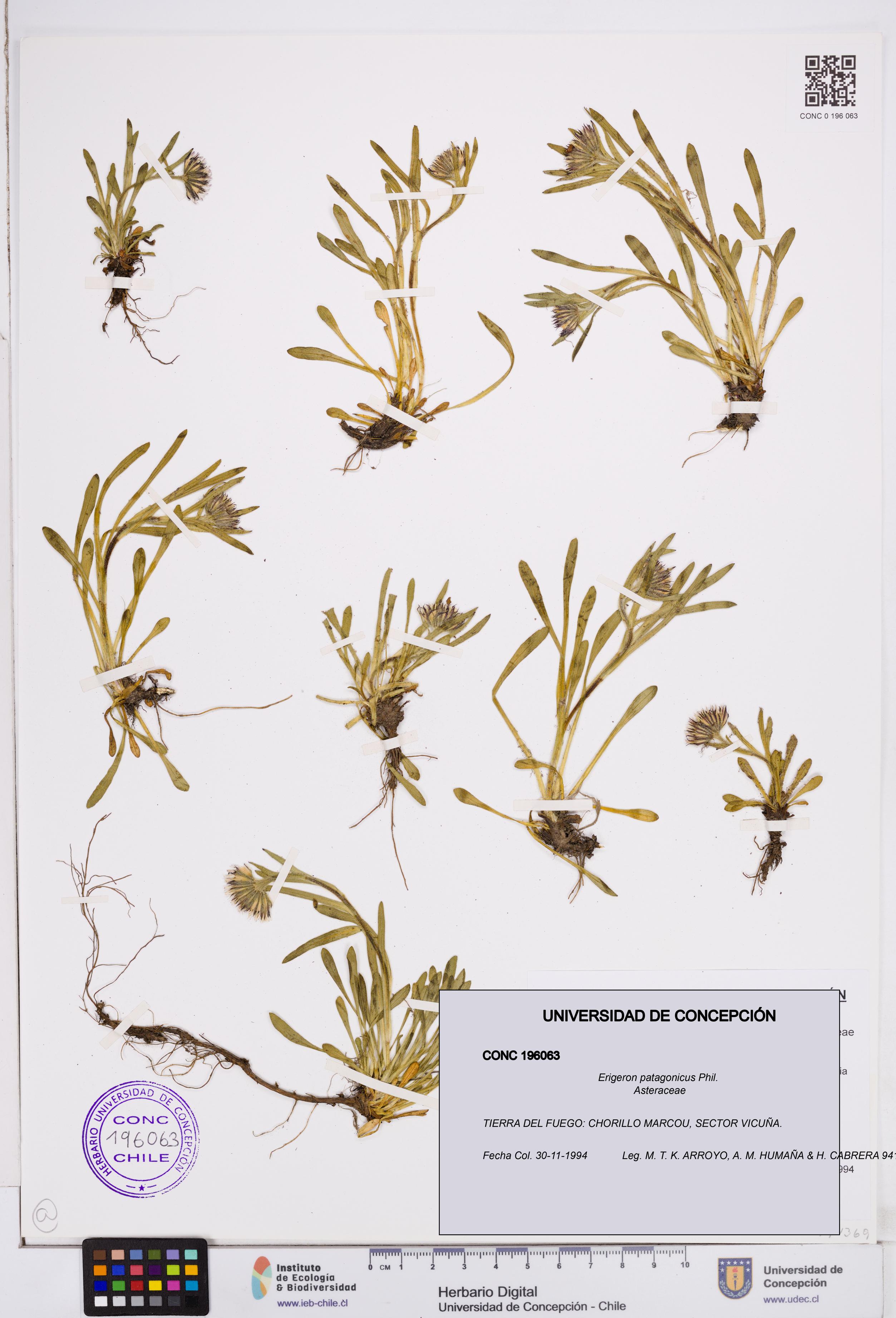 Erigeron patagonicus [Espécimen: ]