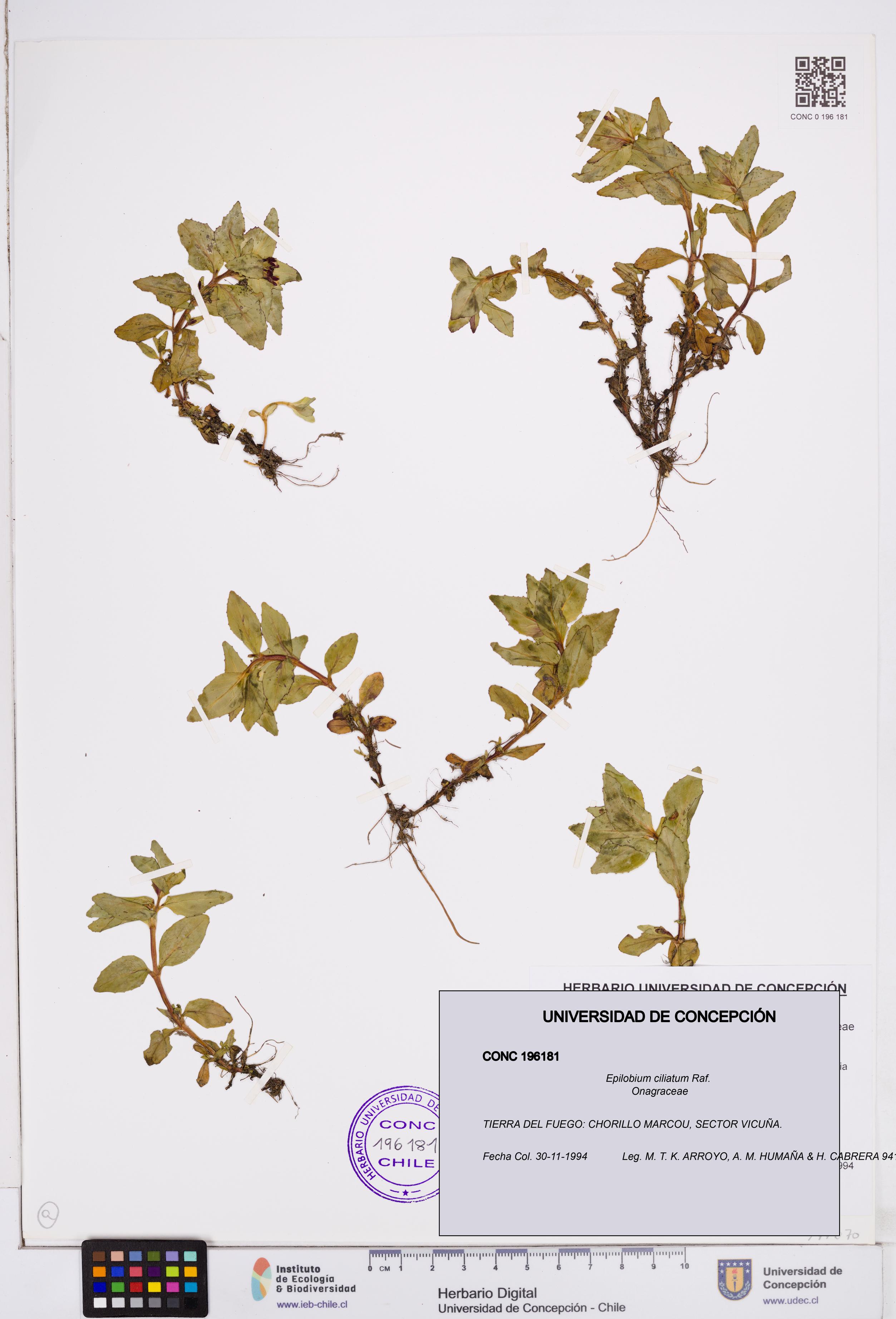 Epilobium ciliatum [Espécimen: ]