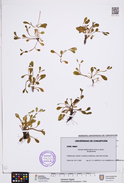 Myosotis albiflora [Espécimen: ]