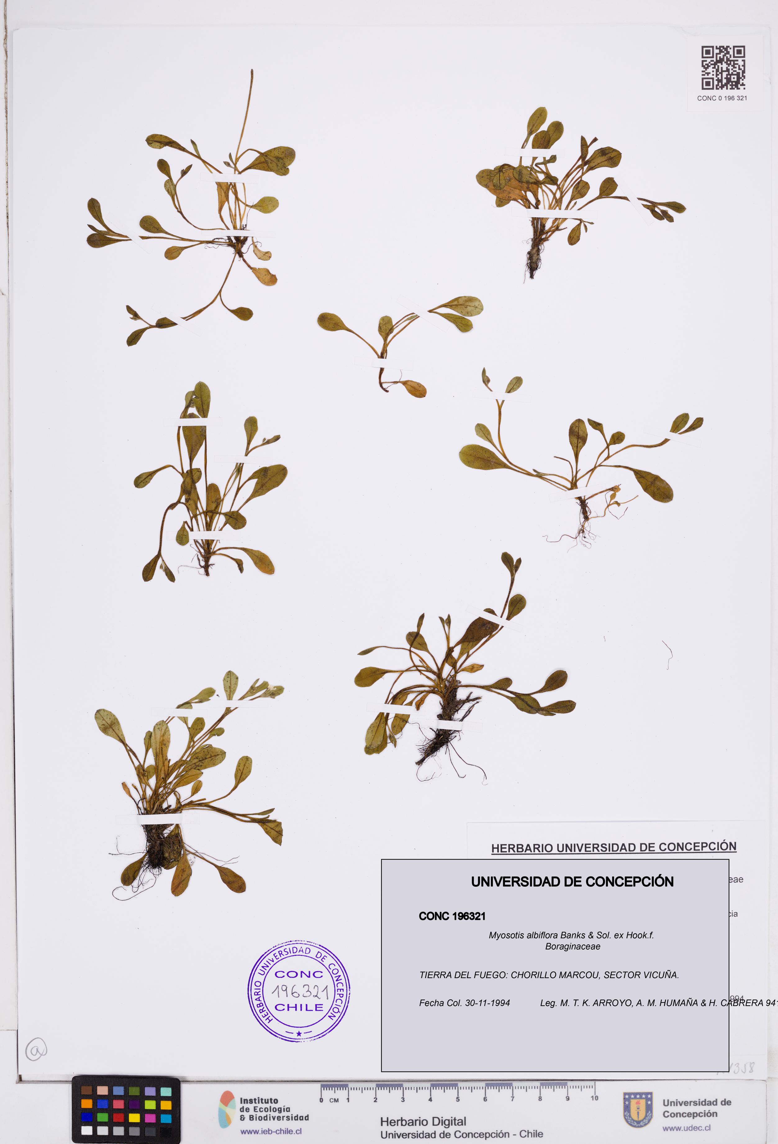 Myosotis albiflora [Espécimen: ]