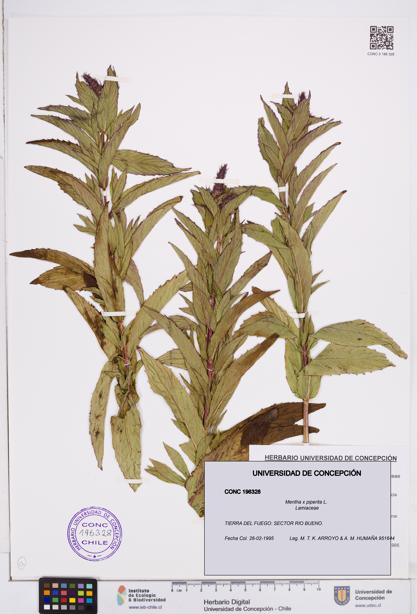 Mentha x piperita [Espécimen: ]