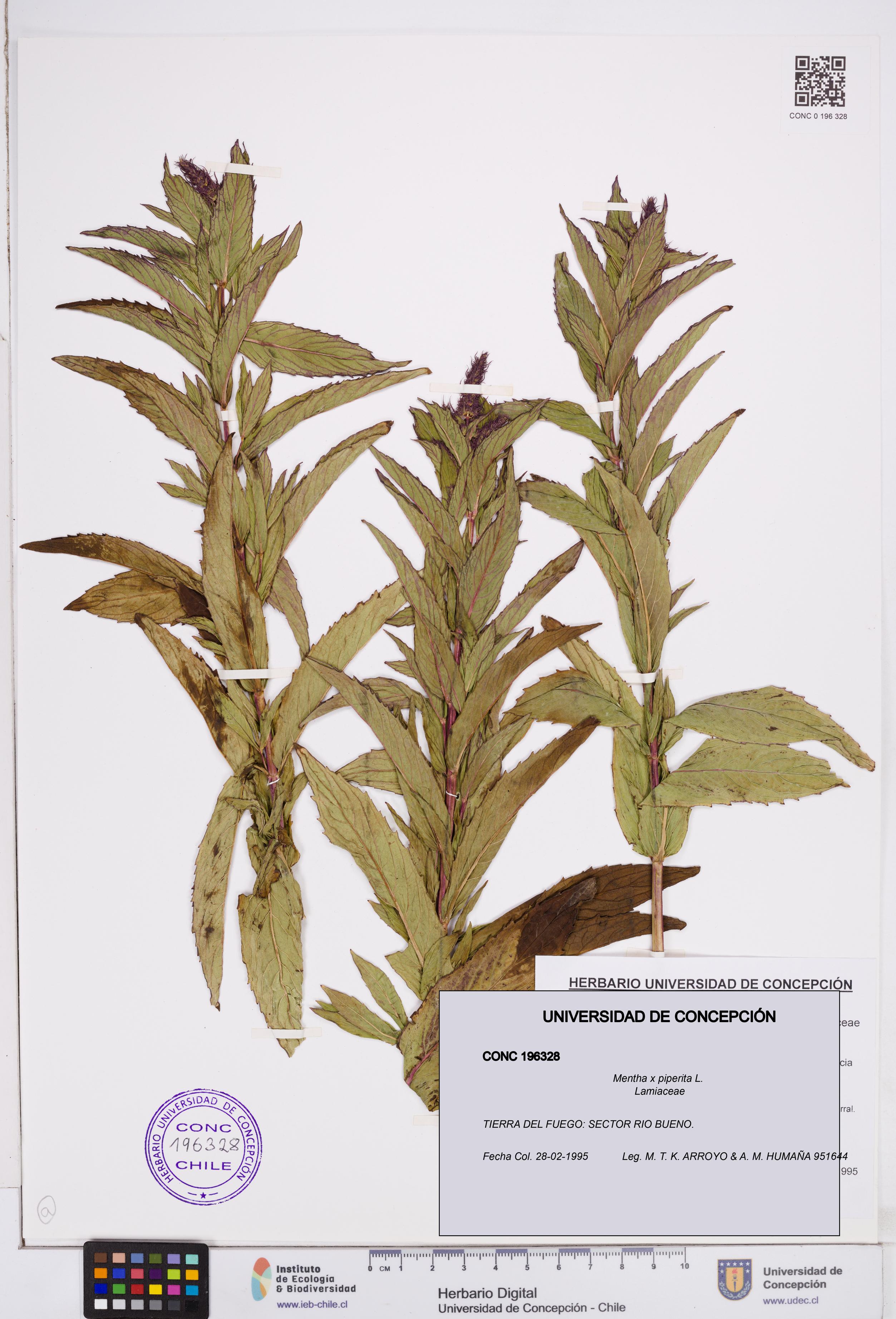 Mentha x piperita [Espécimen: ]
