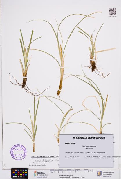 Carex delacosta [Espécimen: ]