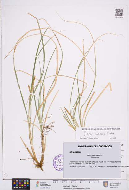 Carex delacosta [Espécimen: ]