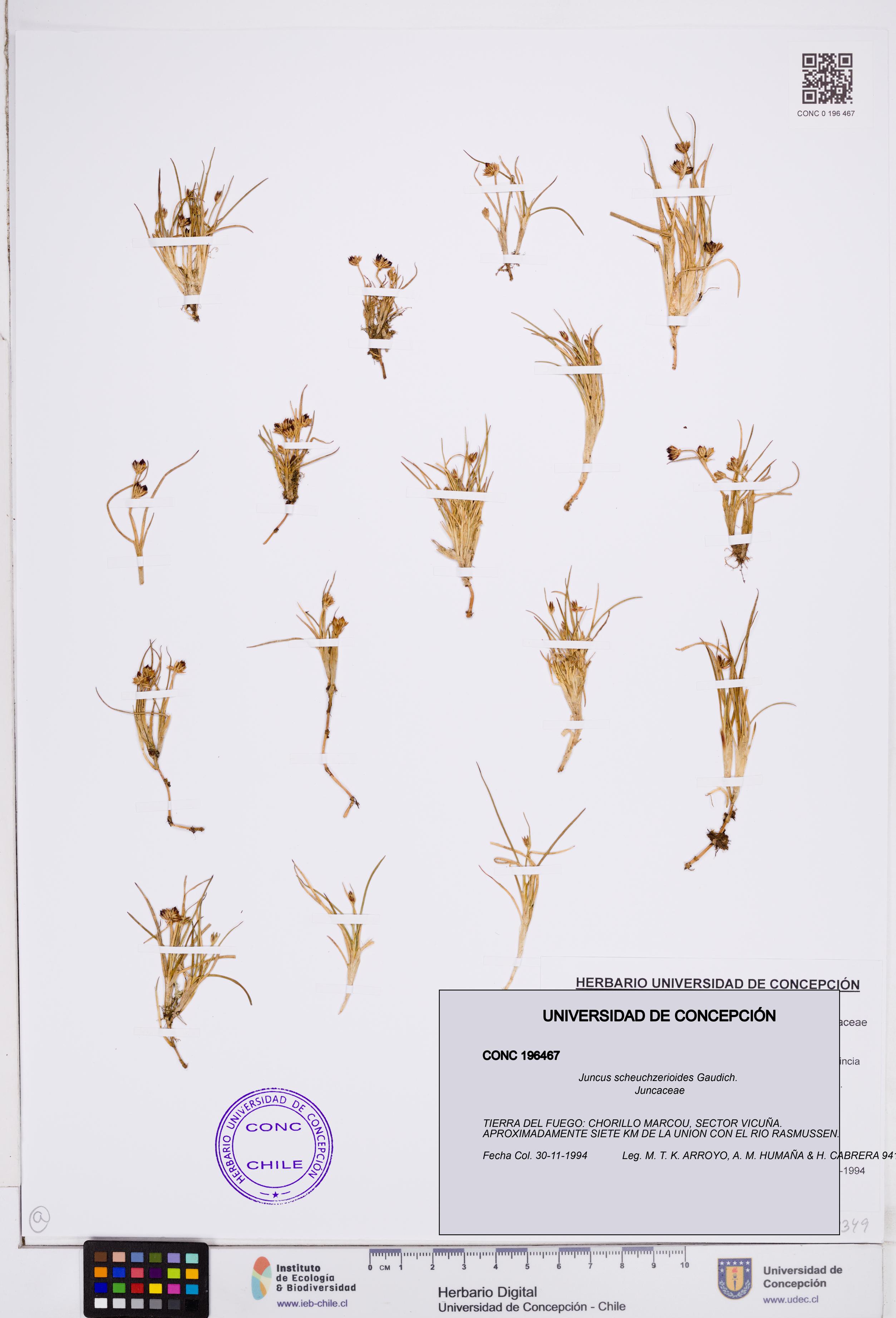 Juncus scheuchzerioides [Espécimen: ]