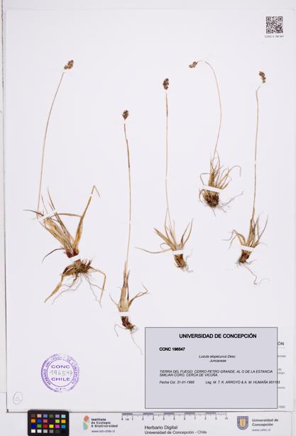 Luzula alopecurus [Espécimen: ]