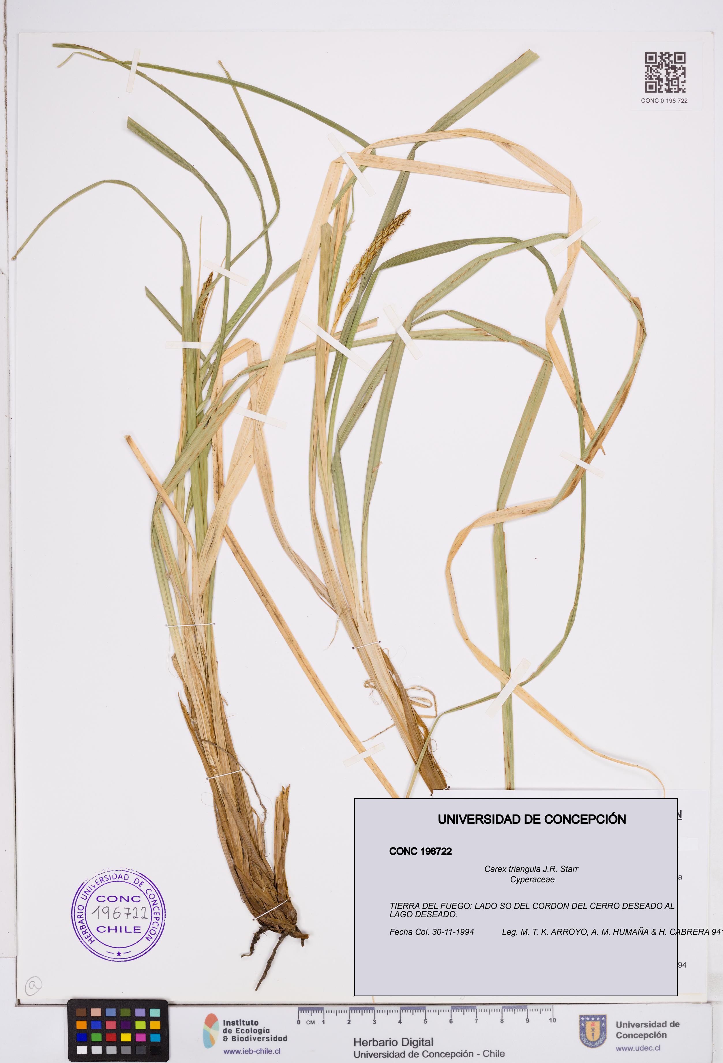 Carex triangula [Espécimen: ]