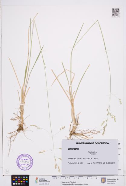 Poa trivialis [Espécimen: ]