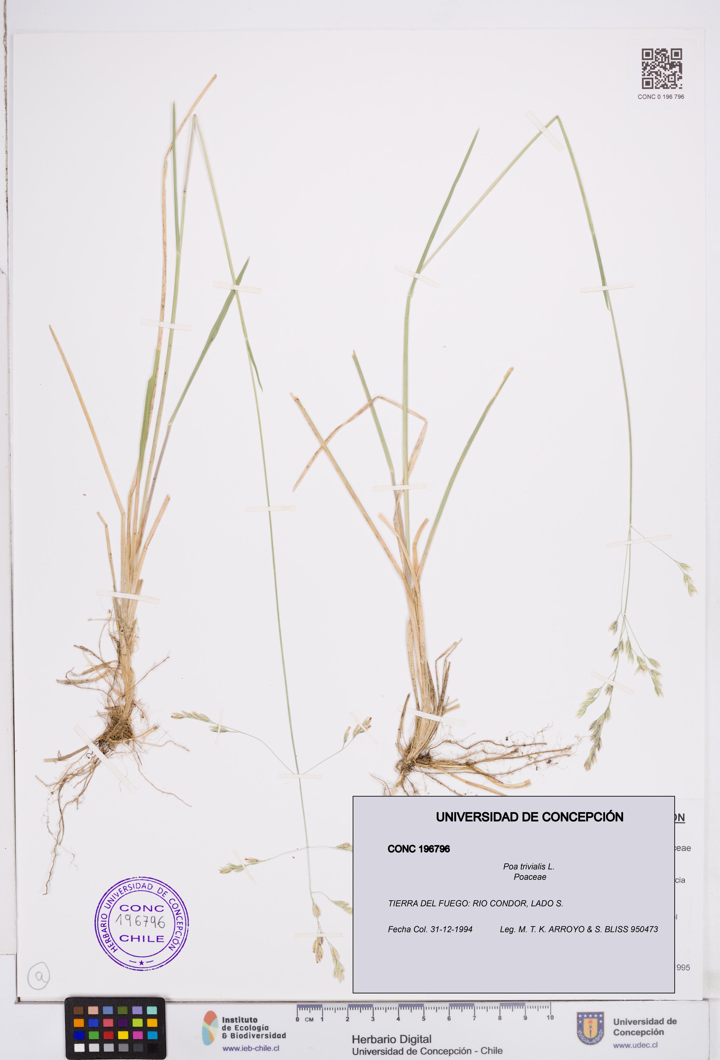 Poa trivialis [Espécimen: ]