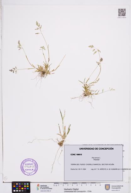 Poa annua [Espécimen: ]