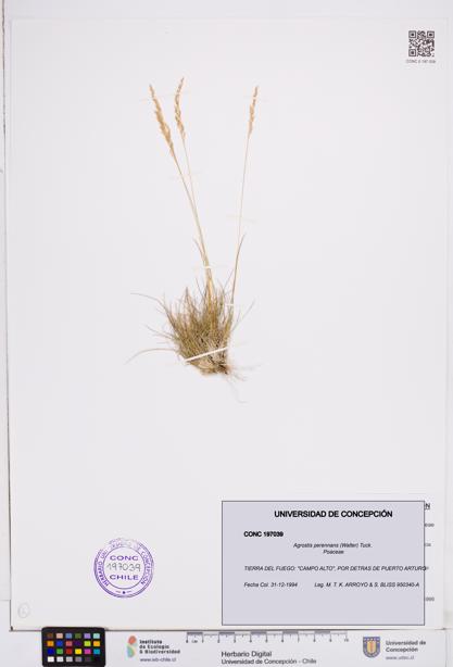 Agrostis perennans [Espécimen: ]