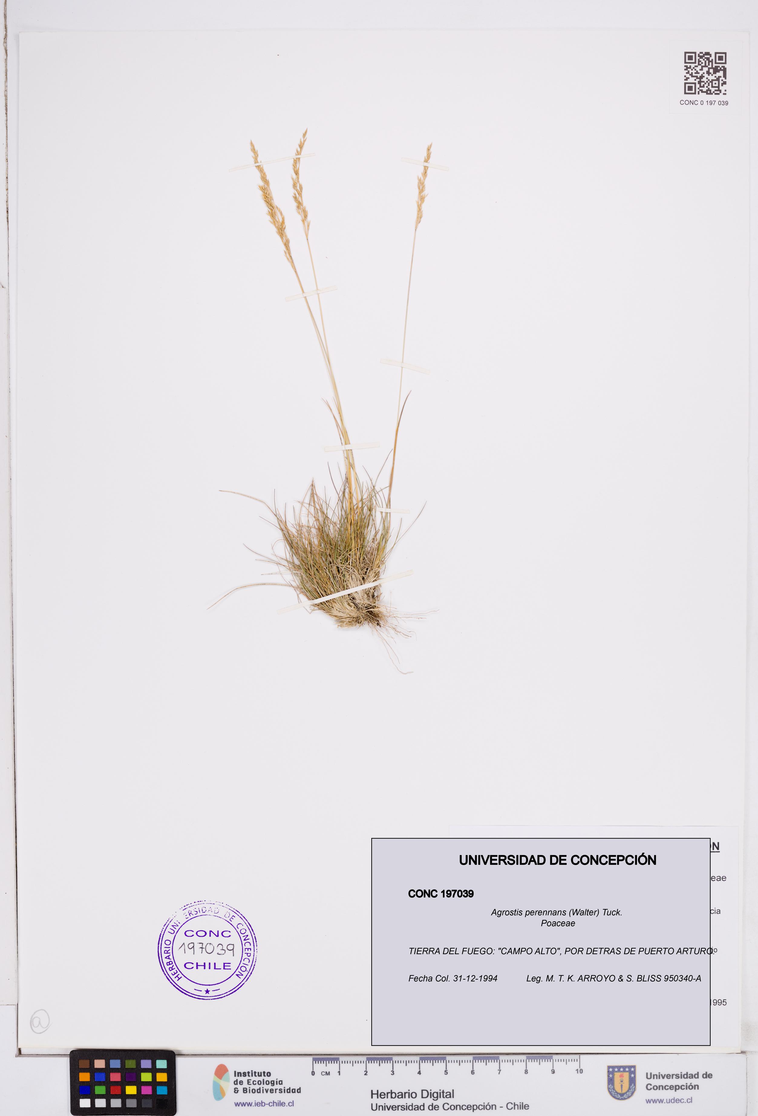 Agrostis perennans [Espécimen: ]
