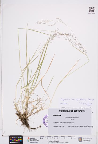 Agrostis brachyathera [Espécimen: ]