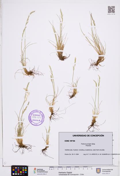 Festuca pyrogea [Espécimen: ]