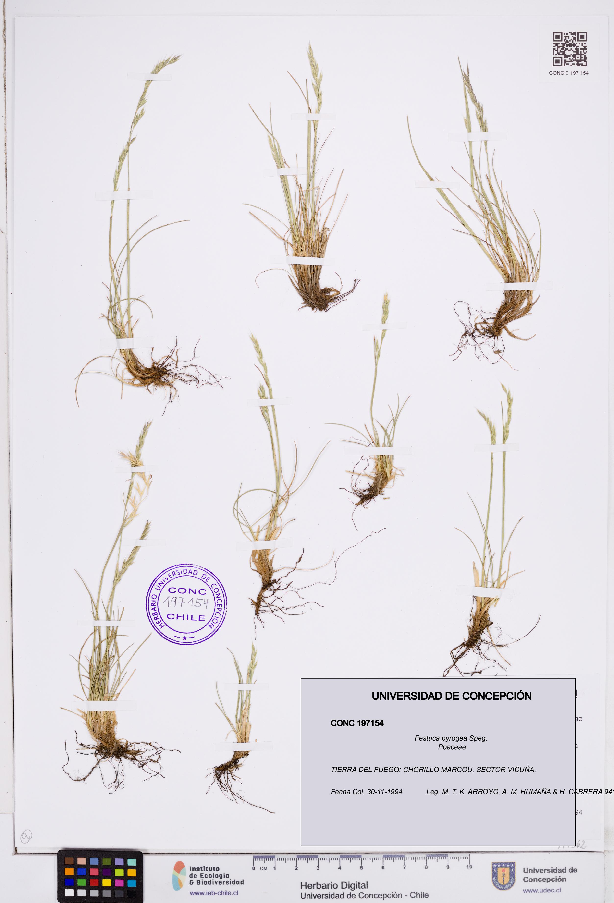 Festuca pyrogea [Espécimen: ]