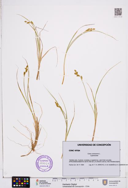 Carex canescens [Espécimen: ]