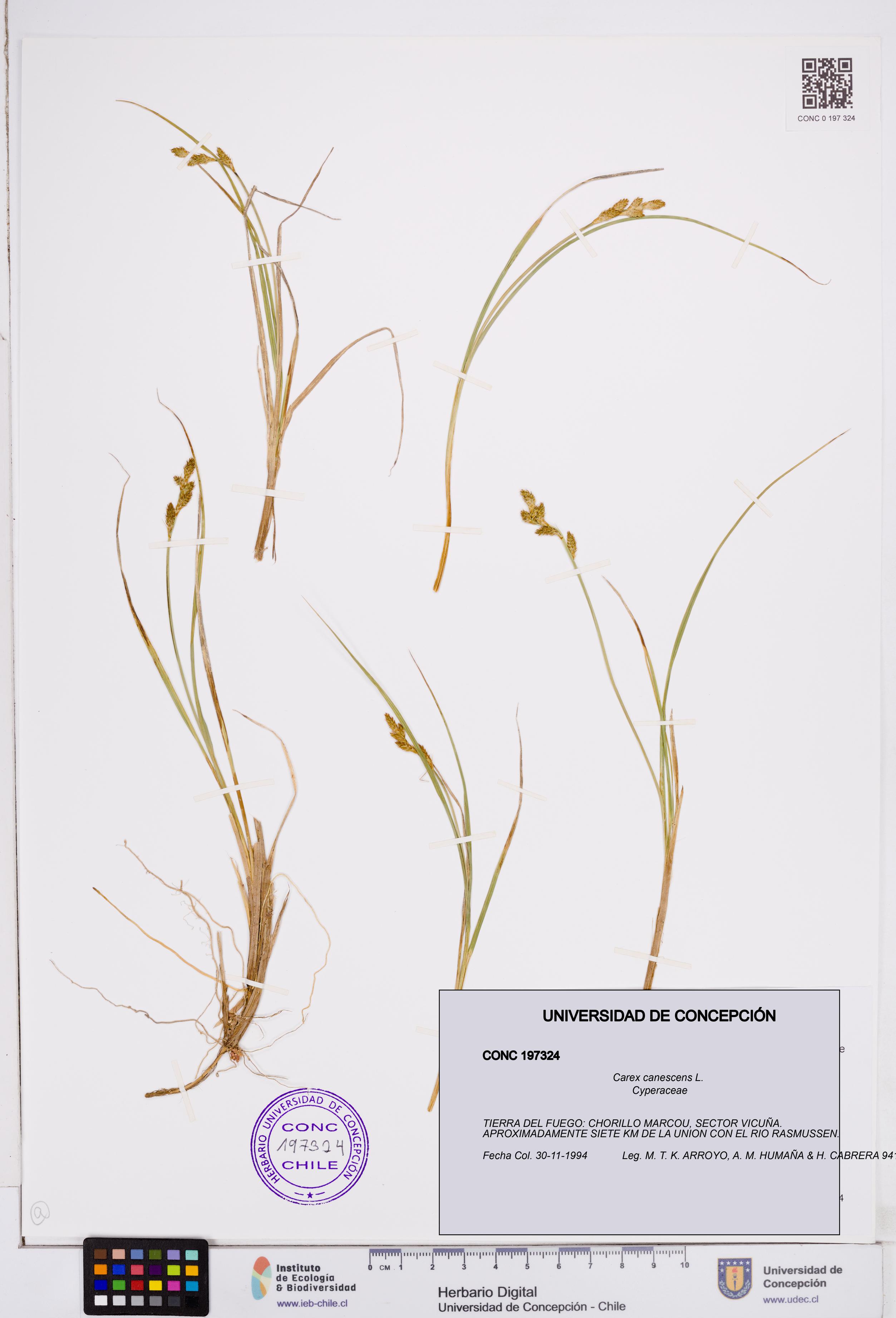 Carex canescens [Espécimen: ]
