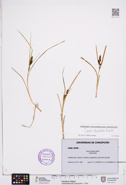 Carex decidua [Espécimen: ]