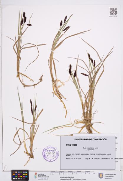 Carex magellanica [Espécimen: ]